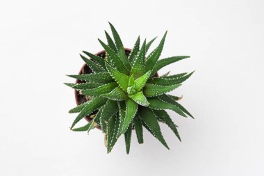 Beyaz arka planda küçük ev kaktüsünün üst görüntüsü Haworthiopsis fasciata, makro.