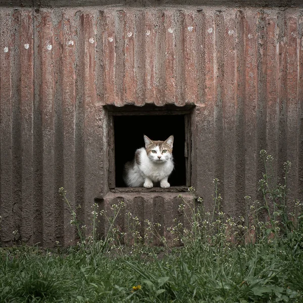 White Cat Sitting Basement Window Basement Panel House — Stock Photo, Image