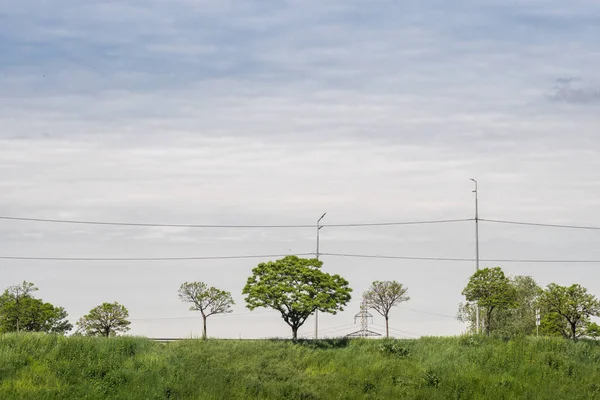 Sommerlandschaft Mit Grünen Bäumen Himmel Hintergrund Horizont Linie — Stockfoto