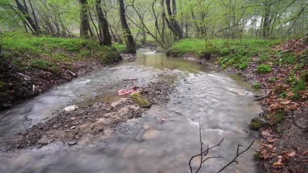 Szennyezett hegyi erdei patak, időhasadék. Kárpátok, Ukrajna. — Stock videók