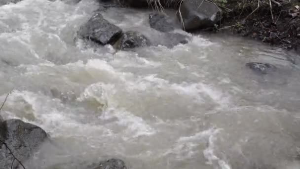 Hegyi erdei patak nagy nyomású sáros vízzel árvíz idején. Nagy fenyő folyó, Kárpátok, Ukrajna. — Stock videók