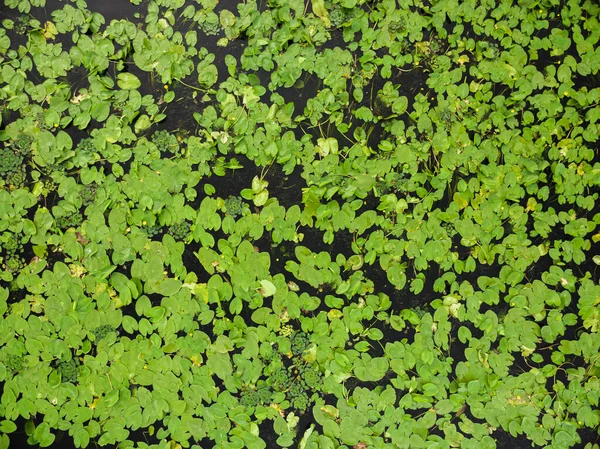 Vista Superior Del Río Lago Cubierto Hydrocharis Vista Desde Dron — Foto de Stock