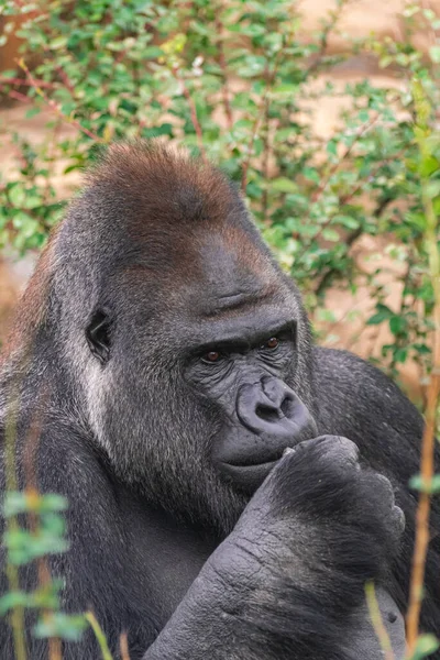 Ενήλικο Αρσενικό Western Lowland Gorilla Γορίλλας Γορίλλας Γορίλλας Βλάστηση Και — Φωτογραφία Αρχείου