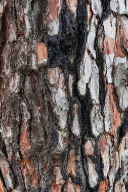 Çam kabuğu, ateş izleri, (pinus canariensis), Kanarya Adaları 'nın endemik çamı, gövde dokusu yakın görüş