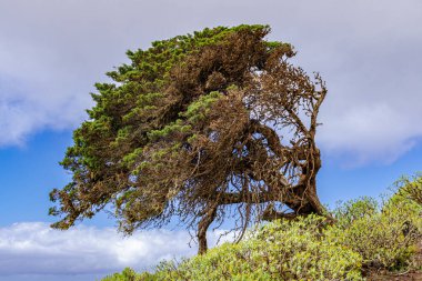 Fenikeli ardıç kuşu (Juniperus phoenicea canariensis), mavi gökyüzü ve biraz bulutlu arka plan, El Sabinar, Frontera, El Hierro, Kanarya adaları, İspanya