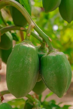 Carica papaya ağacı, yeşil olgunlaşmamış papaya meyveleri, yakın görüş.