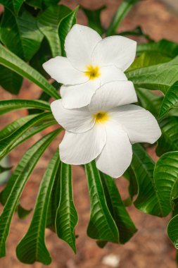Plumeria pudica beyaz çiçekler, yeşil yapraklı arka plan