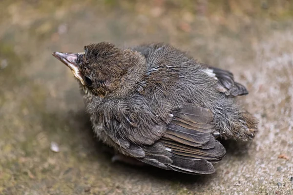 Eurasian Blackcap Chick Sylvia Atricapilla Heineken — Stock Photo, Image