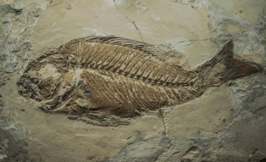 Sparnodus makroftalmus fosili, kaya yüzeyinde.