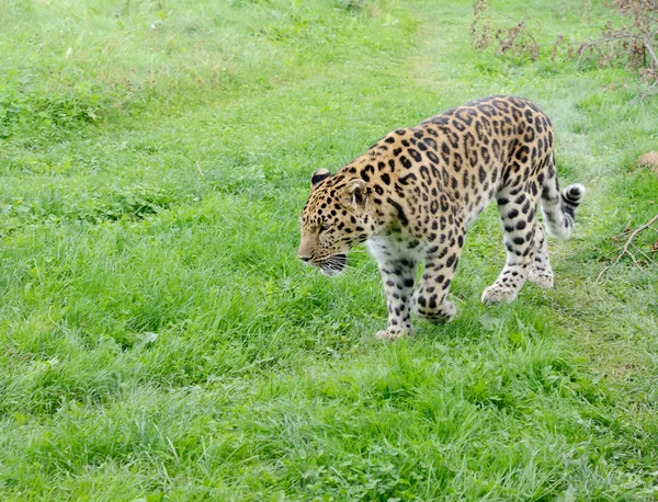 Alerta de leopardo — Fotografia de Stock