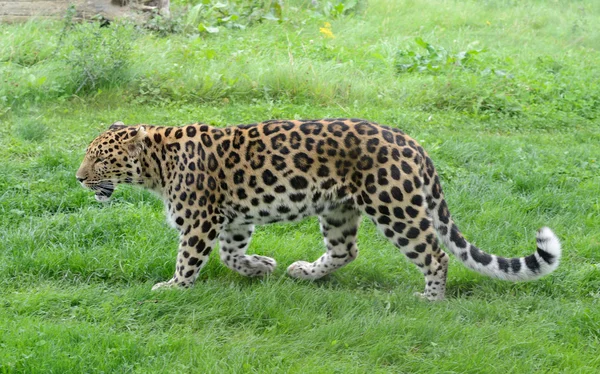 Leopard profil — Stockfoto