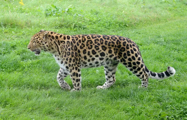 Harcelement du léopard — Photo