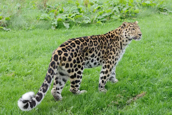 Leopard séta — Stock Fotó