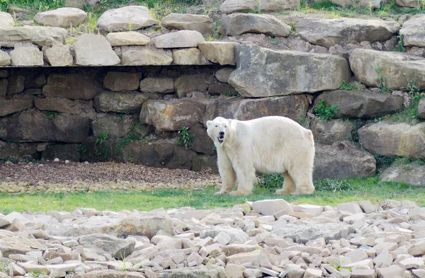 Polar bear waarschuwing — Stockfoto