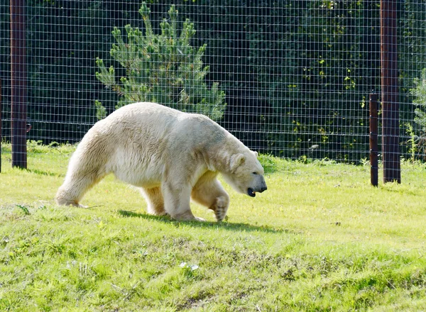Kutup ayısı yürüyüş — Stok fotoğraf