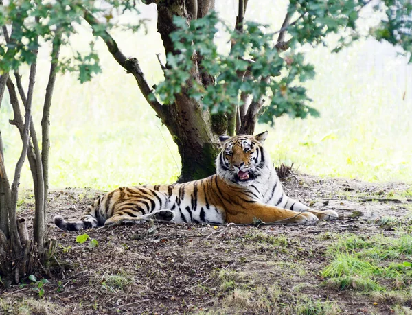 Tigre enojado — Foto de Stock