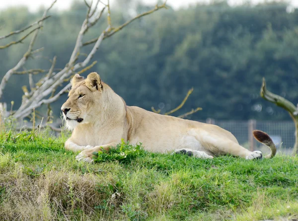 Lioness — Stock Photo, Image