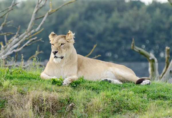 Lioness Alert — Stock Photo, Image