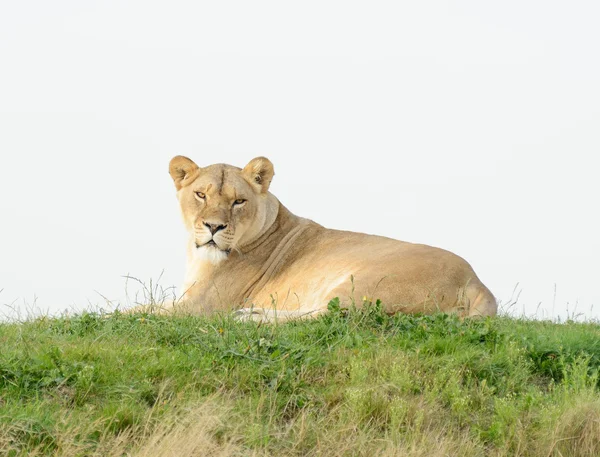 Lioness Evening Sun — Stock Photo, Image