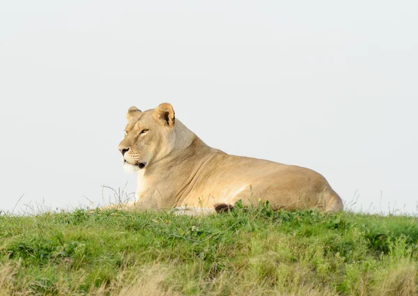 Lioness Tired — Stock Photo, Image