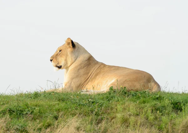 Leeuwin op heuvel — Stockfoto