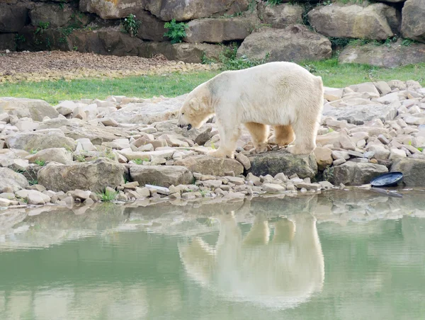 Orso polare — Foto Stock