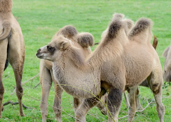 Camel Baby — Stock Photo, Image