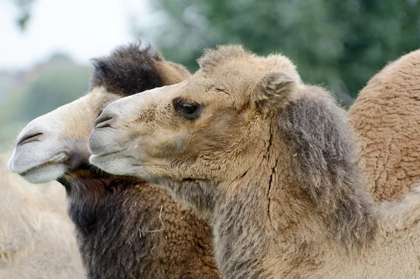 Camel closeup — Stock Photo, Image