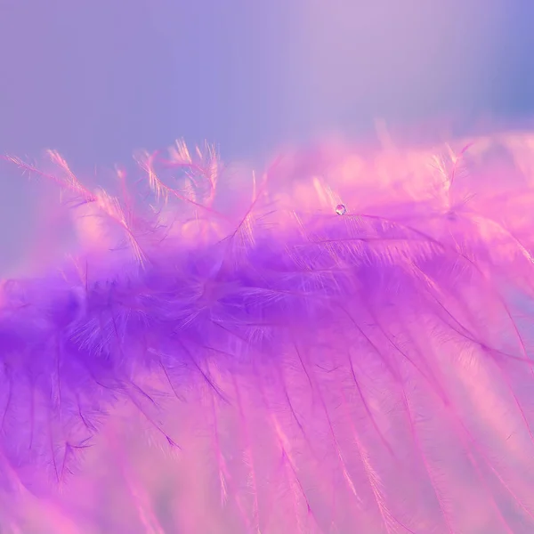 Close up of purple feather with dew drop. Delicate spring beautiful macro. Selective focus. Square photo