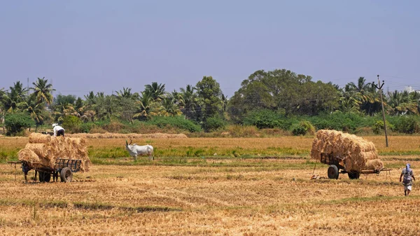 Foin Récolté Dans État Indien Tamil Nadu — Photo