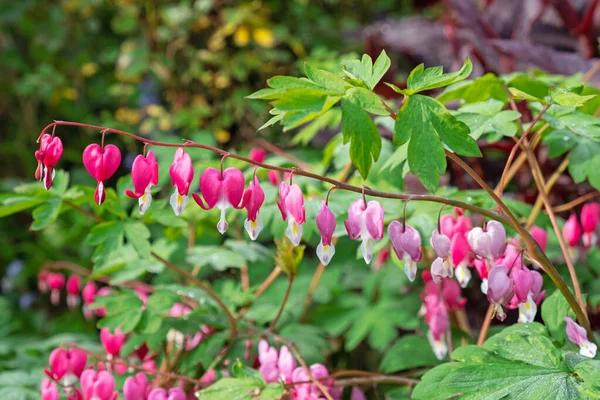 双子叶植物 Lamprocapnos Spectabilis 在春季的时候 其心形花朵被称为 滴血之心 — 图库照片