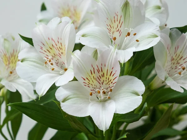 Display White Alstroemeria Aurea Flowers Also Known Peruvian Lily Native — Stock Photo, Image