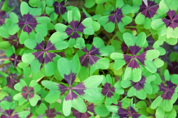 Blätter der Oxalis deppei Pflanze — Stockfoto