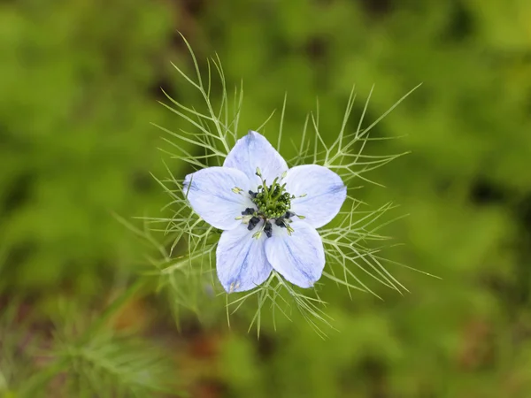 Love-in-a-Mist (Nigella damascena) flor —  Fotos de Stock