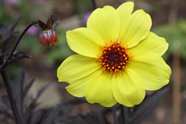 Dahlia flower and flower bud — Stock Photo, Image