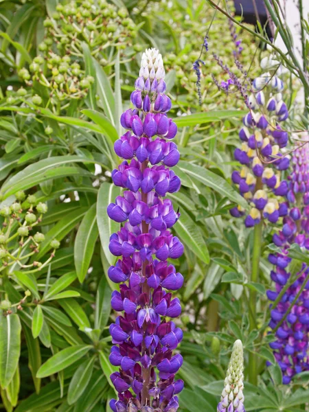 Lupin flower — Stock Photo, Image