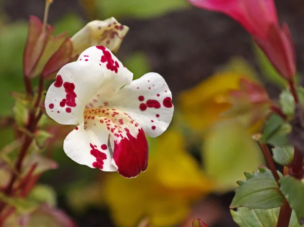 Mimulus 的开花植物 — 图库照片