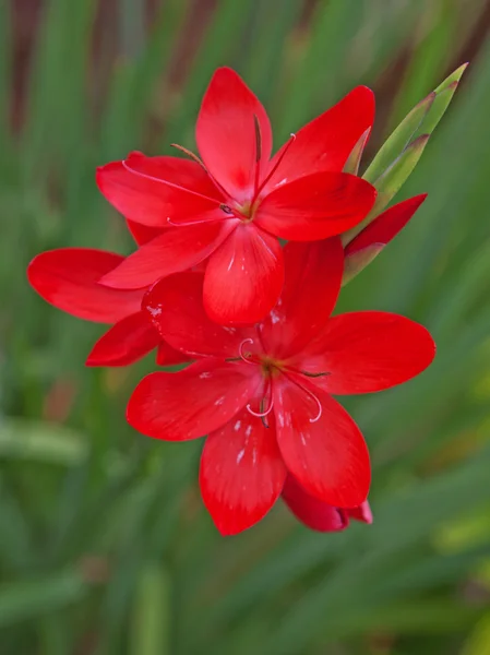 Bloeiende Kaffir Lily (Schizostylis ) — Stockfoto