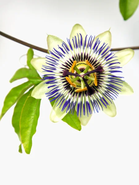 Flor común de la pasión (Passiflora caerulea  ) — Foto de Stock