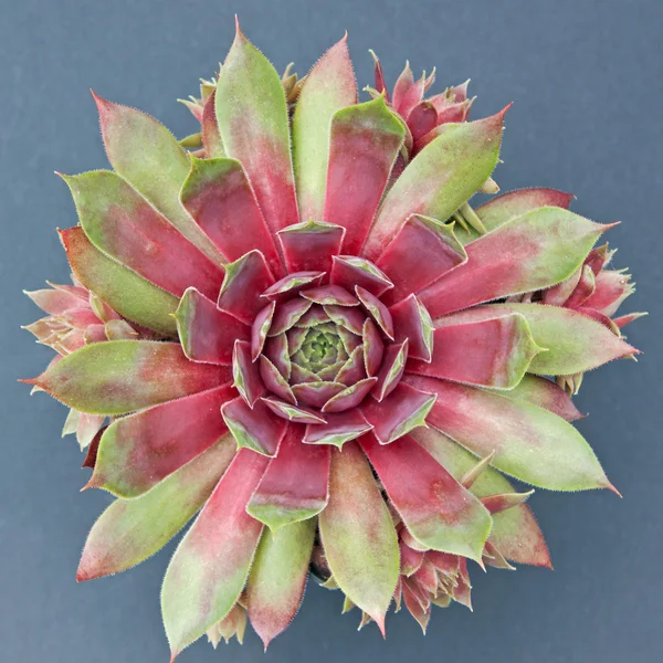 격리 된 sempervivum 공장 — 스톡 사진