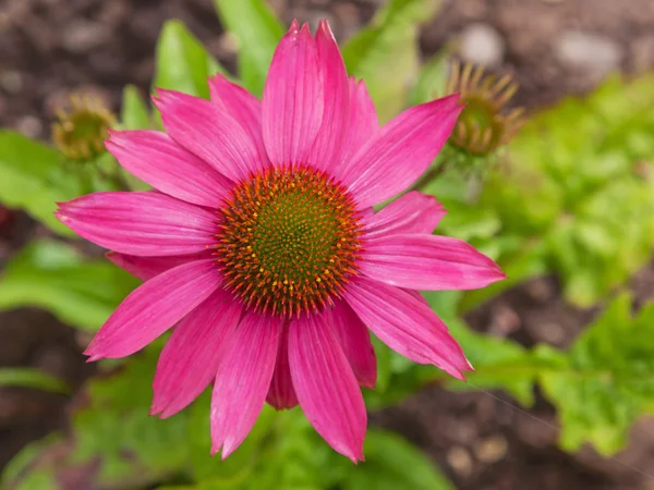 Echinacea purpurea çiçek - Stok İmaj