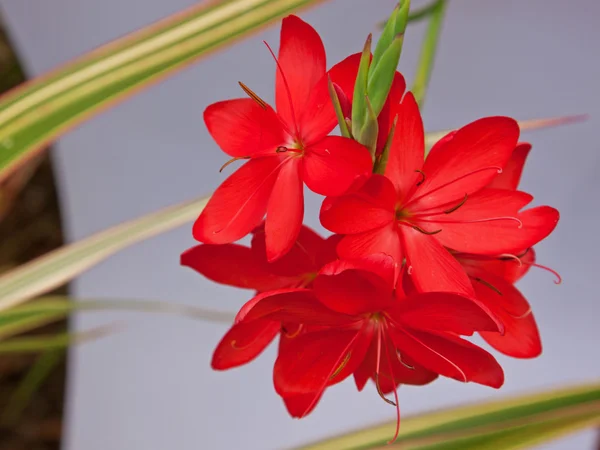 Kaffir Lily (Schizostylis 'Coccinea Major') — Zdjęcie stockowe