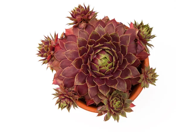 Isolierte Sempervivum-Pflanze — Stockfoto