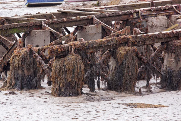 Pier gekleed in zeewier — Stockfoto