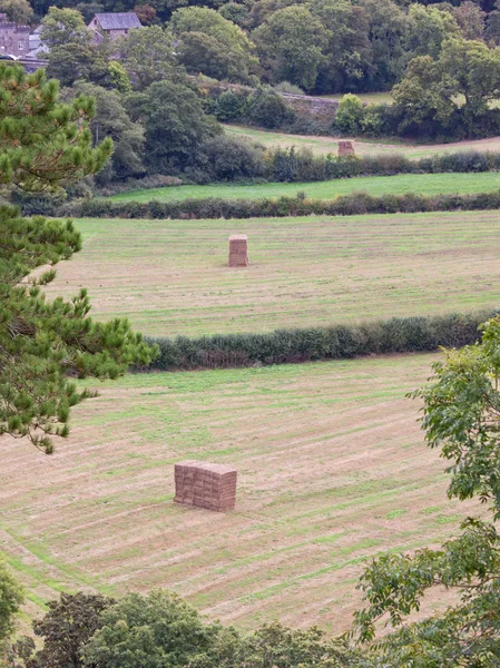 Récolte du Devon Nord — Photo