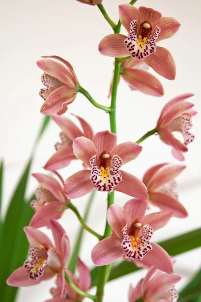 Orchideebloemen (Cymbidium) 2 — Stockfoto