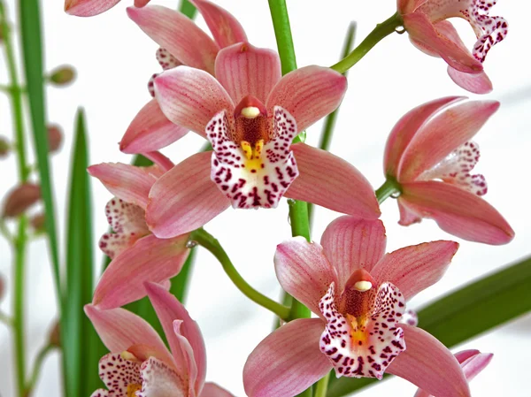 Orchideebloemen (Cymbidium) 1 — Stockfoto