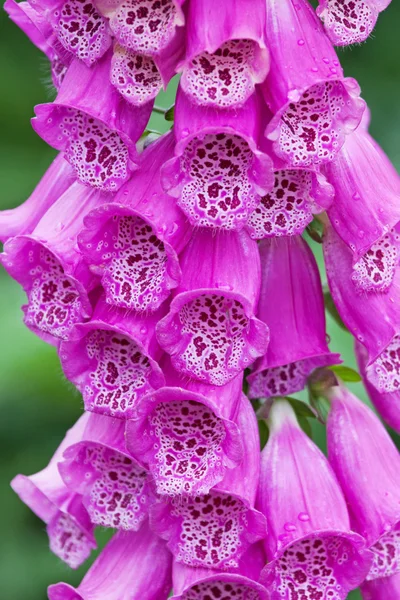 Foxglove flores en flor (Digitalis purpurea ) — Foto de Stock