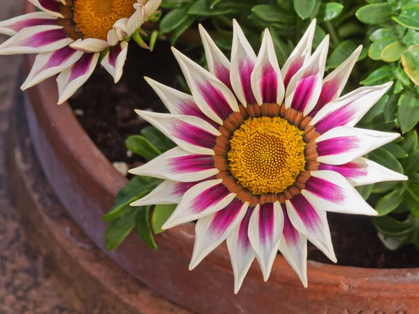 Gazania Flower — Stock Photo, Image