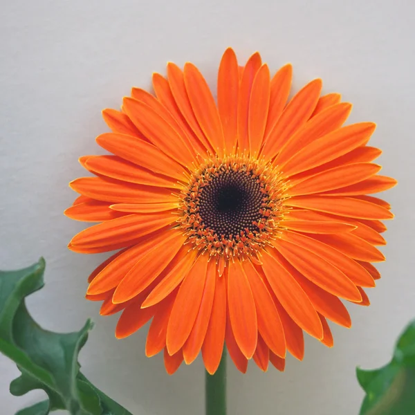 Gerberas de naranja — Foto de Stock